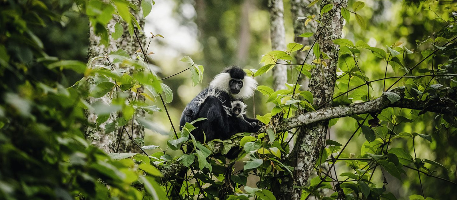 20 Fun facts about chimpanzee tracking in Rwanda
